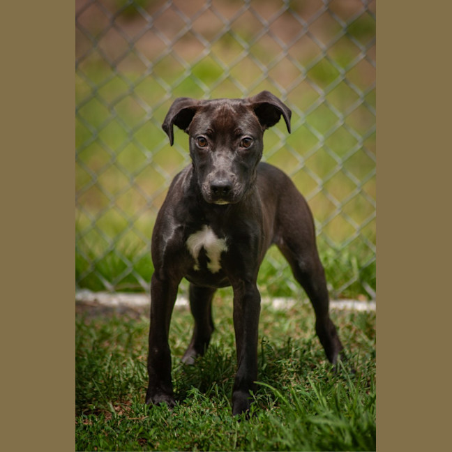 Photo of Black Pup