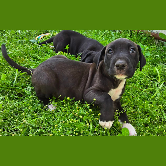 Photo of Binky   7 Week Old Bull Arab X Mastiff 