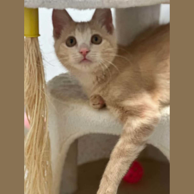 Photo of Buttercup
