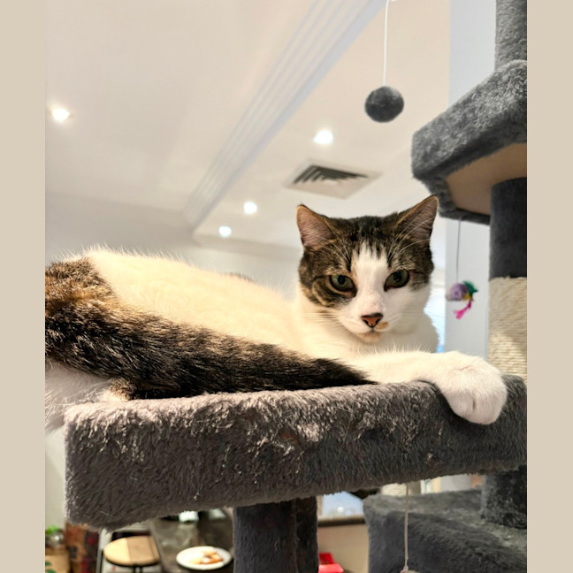 Photo of Ollie