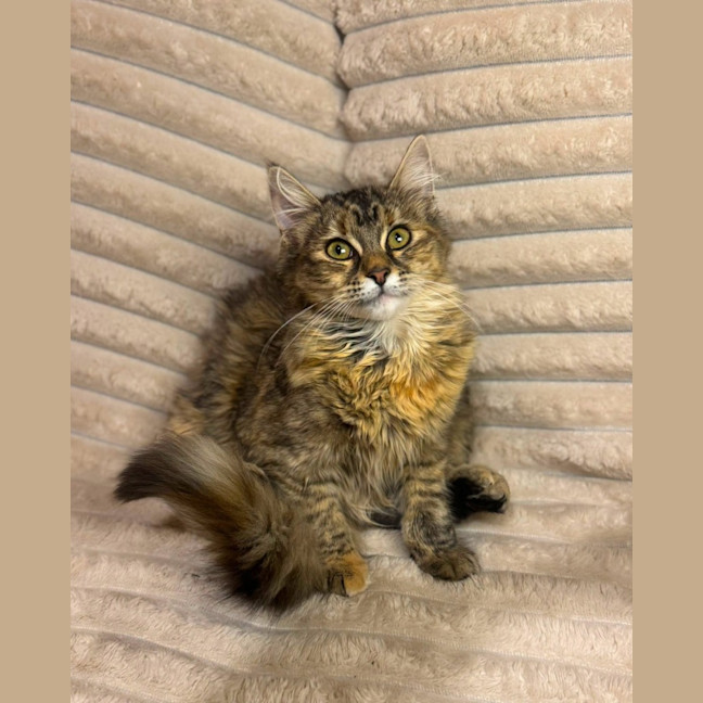 Photo of Puma