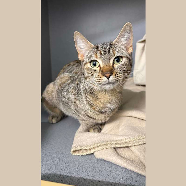 Photo of Tiger Lilly