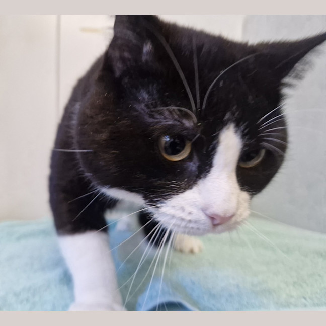 Photo of Lucky