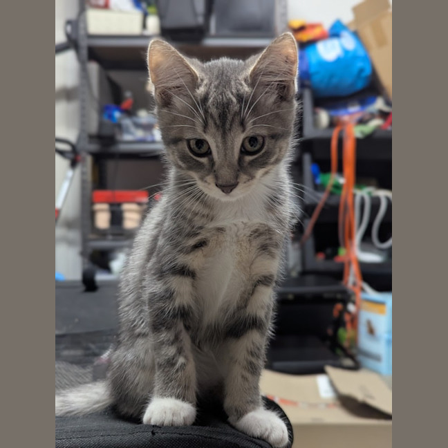 Photo of Mittens Clowder