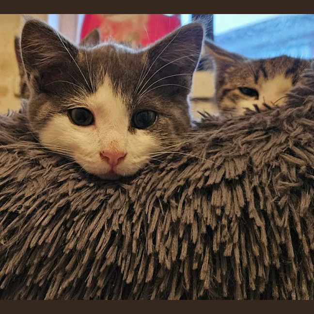 Photo of Haze *9 Lives Project Rescue*