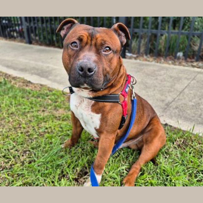 Photo of Tyson