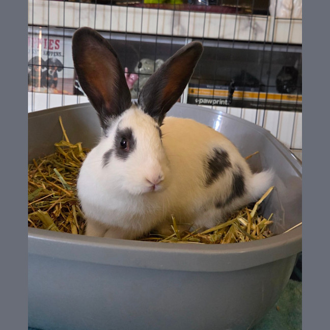 Photo of Chester