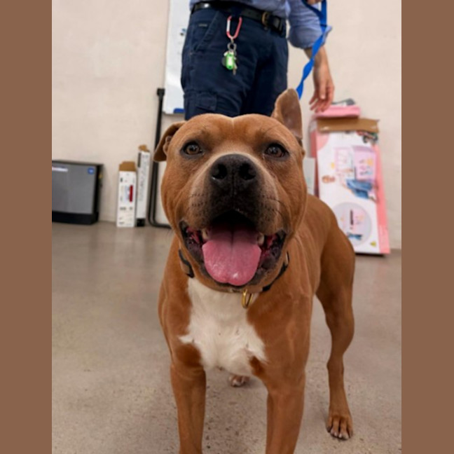Photo of Scooby