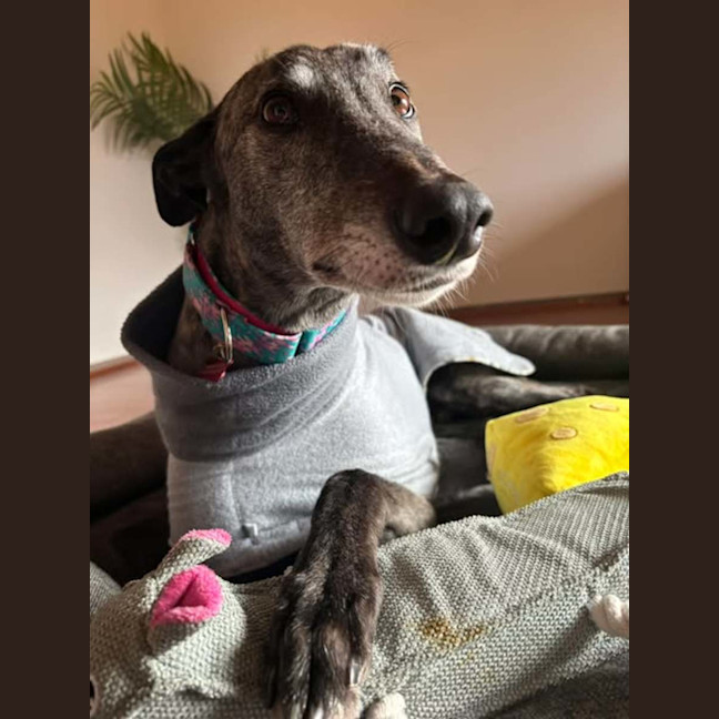 Photo of Jeff, The Greyhound
