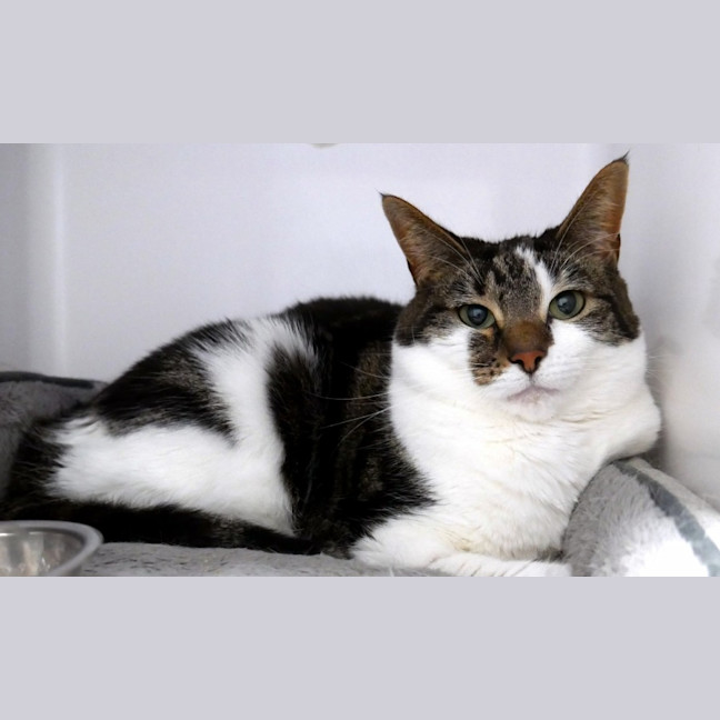 Photo of Toast Rstk002041