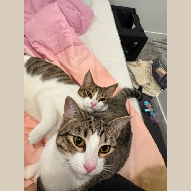 Photo of Artemis & Apollo
