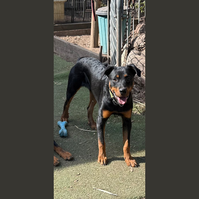 Photo of Chase