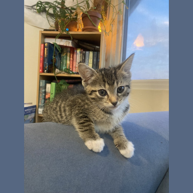 Photo of Zuri