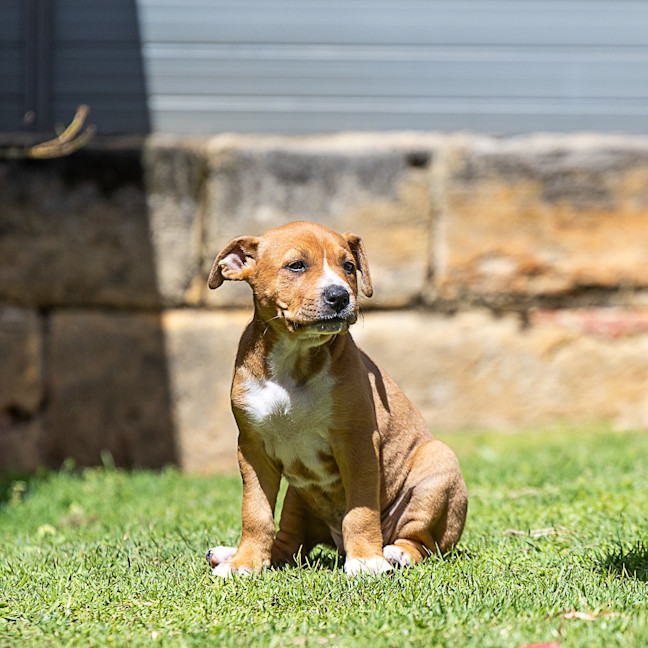 Photo of Biscuit