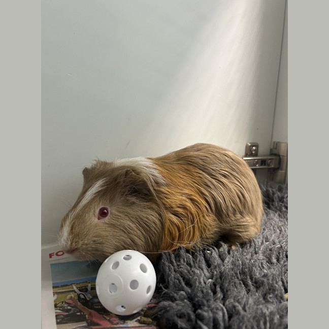 Photo of Tiffy
