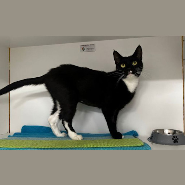 Photo of Sumi The Houdini