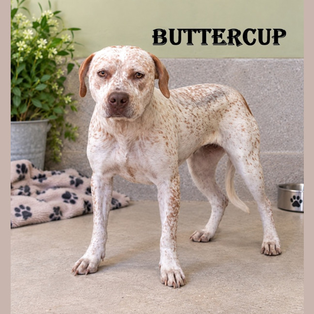 Photo of Buttercup