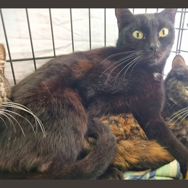 Photo of Panther