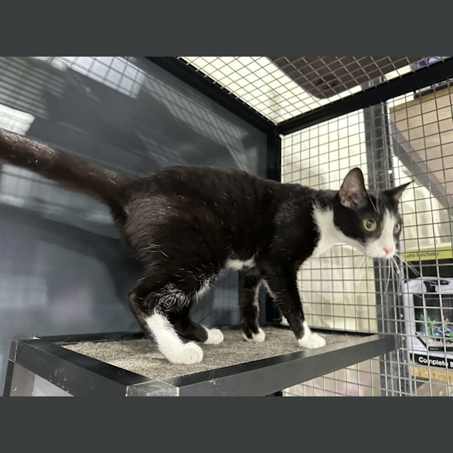 Photo of Rosie   Available At Pet Quarters Morisset