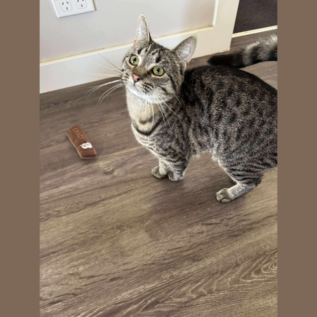 Photo of Ziggy 