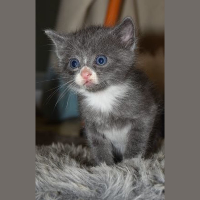 Photo of Double Cream