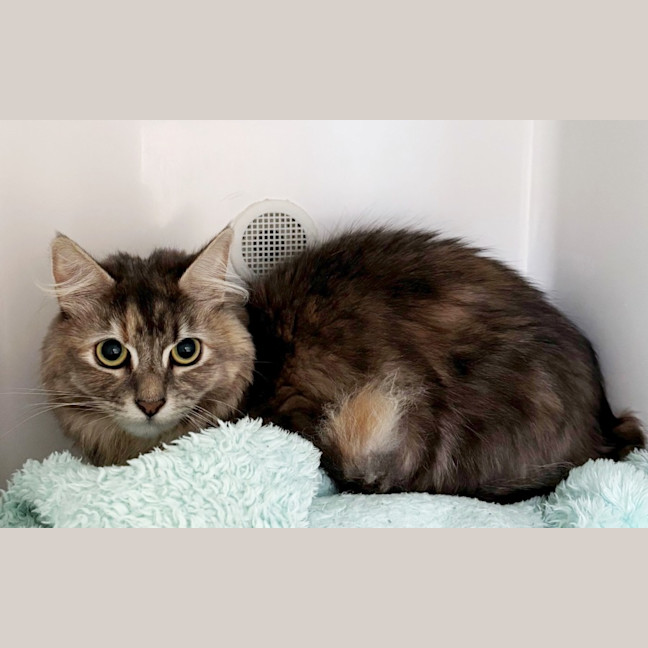 Photo of Misty Sua013325