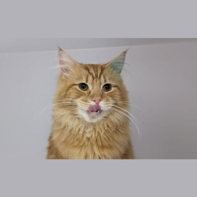 Photo of Oliver