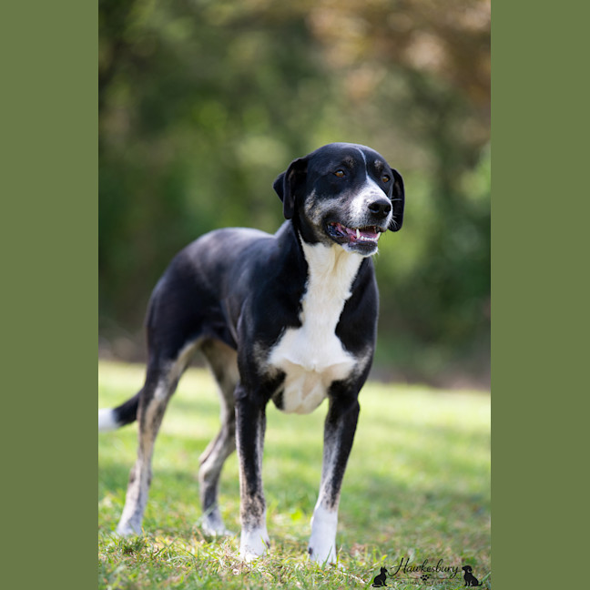 Photo of Daisy