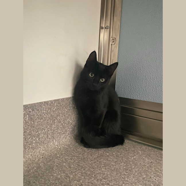 Photo of Bandit