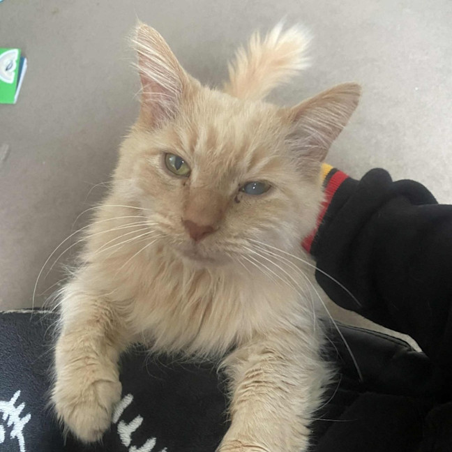 Photo of Hermes   In Foster In Preston