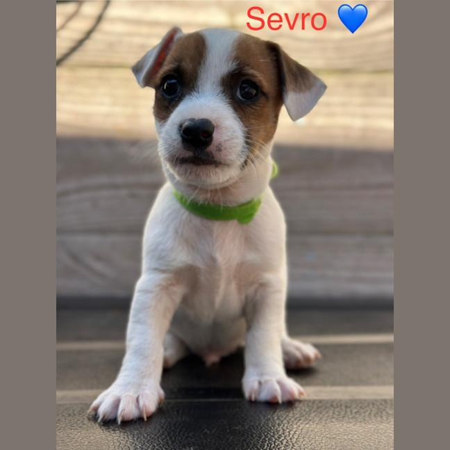 Photo of Sevro