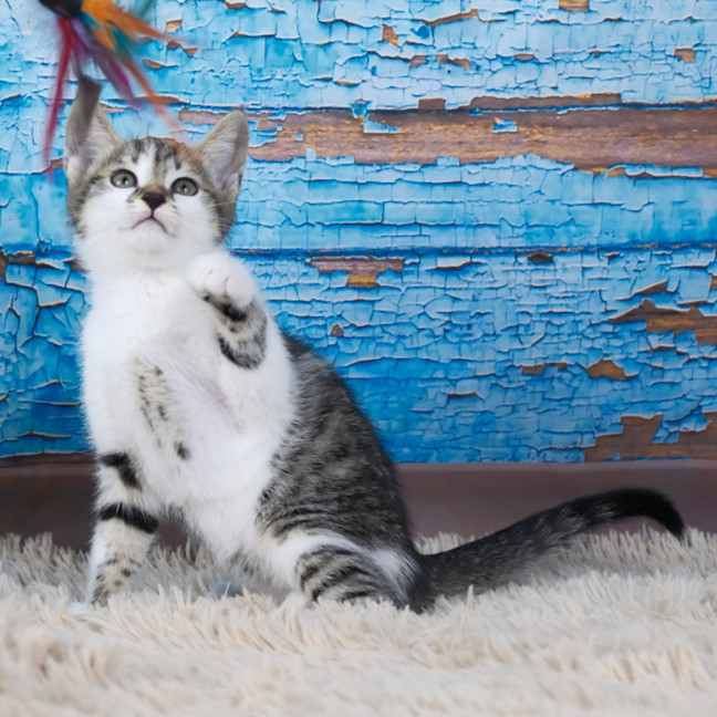 Photo of Peanut