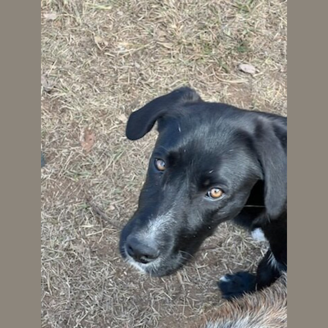 Photo of Lyra