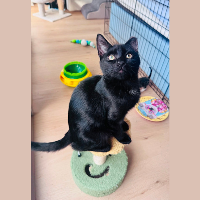 Photo of Pumpernickle Aka Pumpster