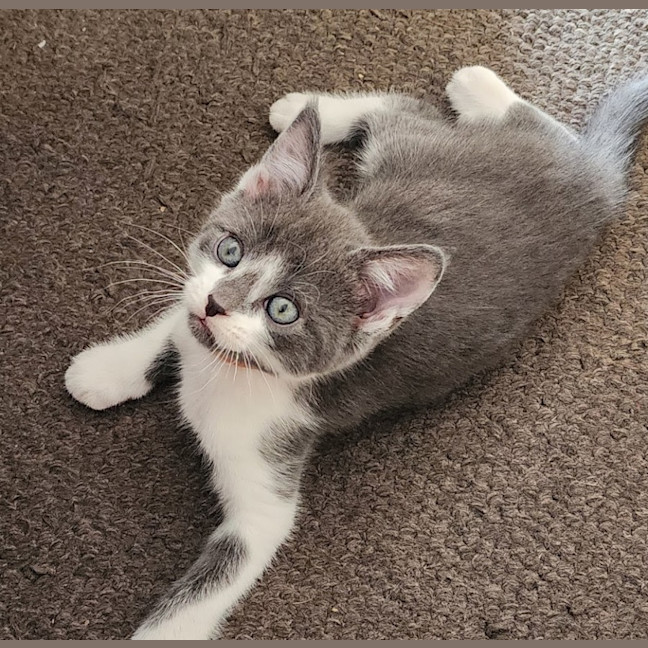 Photo of Beau (Mr Bojangles)