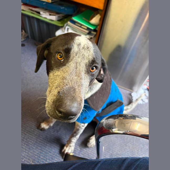 Photo of Buckley 