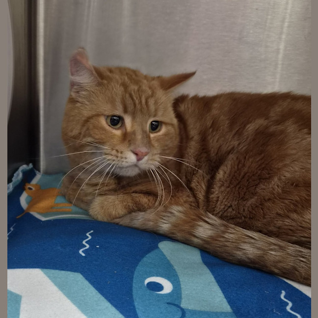 Photo of Simba