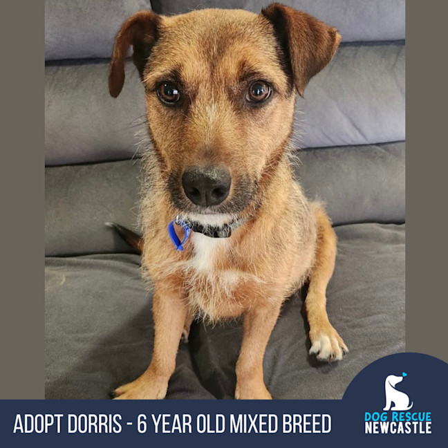 Photo of Dorris   6 Year Old Mixed Breed