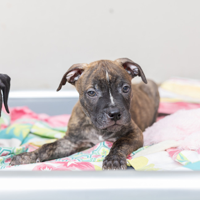 Photo of Lucky Charm