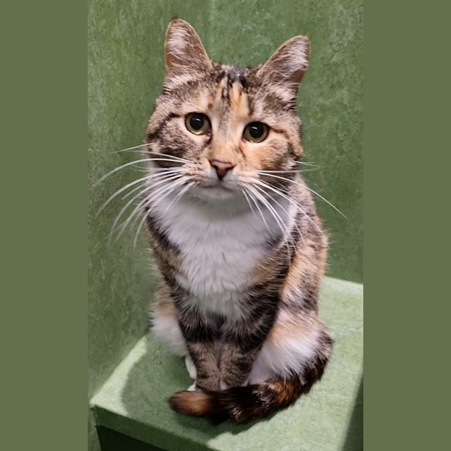 Photo of Callie