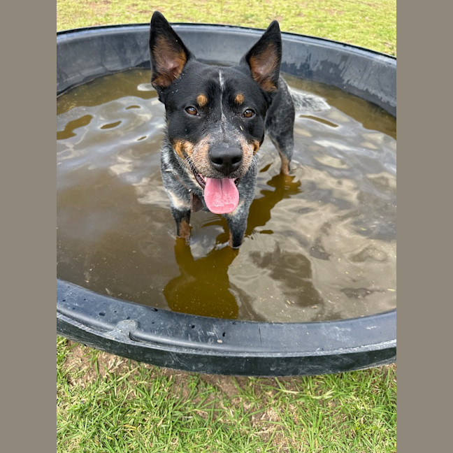 Photo of Bandit