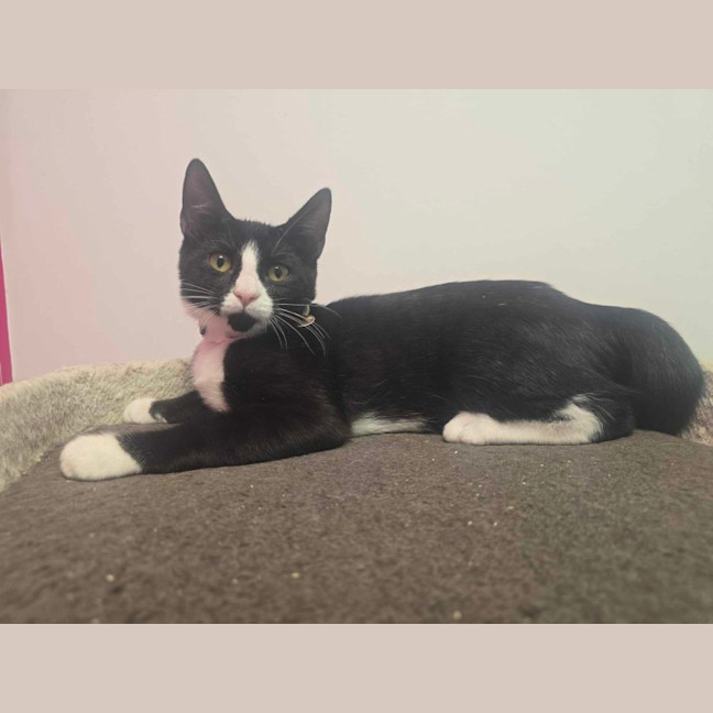 Photo of Zoro