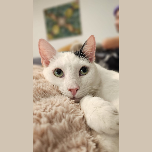 Photo of Pumpkin