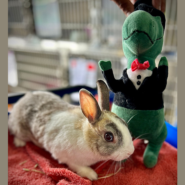 Photo of Penny (Bonded To Tabitha)