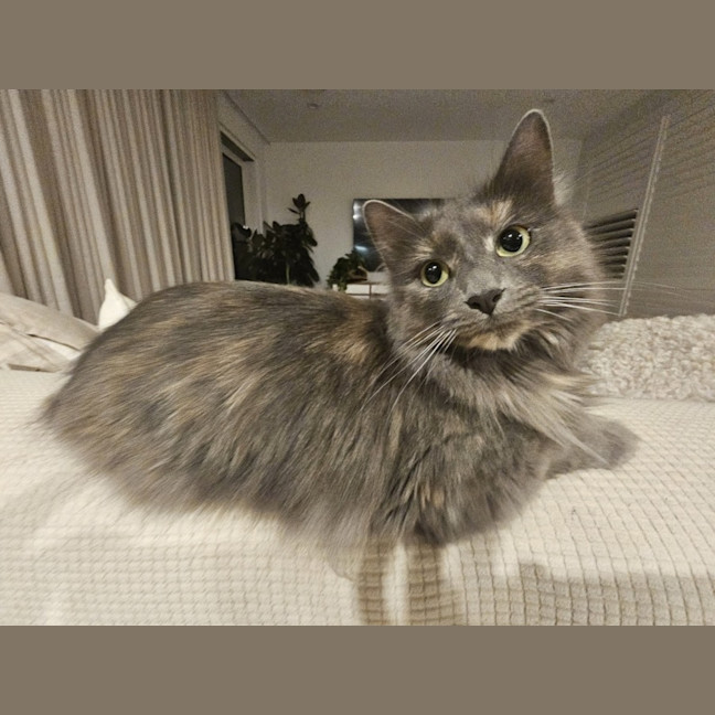 Photo of Sheba **2nd Chance Cat Rescue**