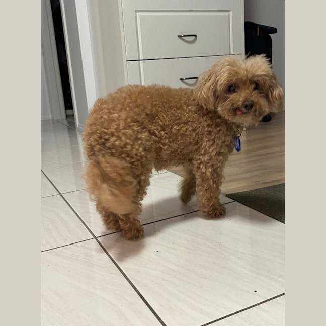 Photo of Yo Yo   13 Year Old Poodle (Trial)