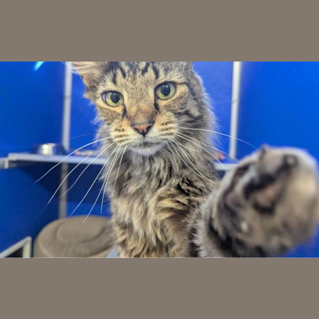 Photo of Ronnie