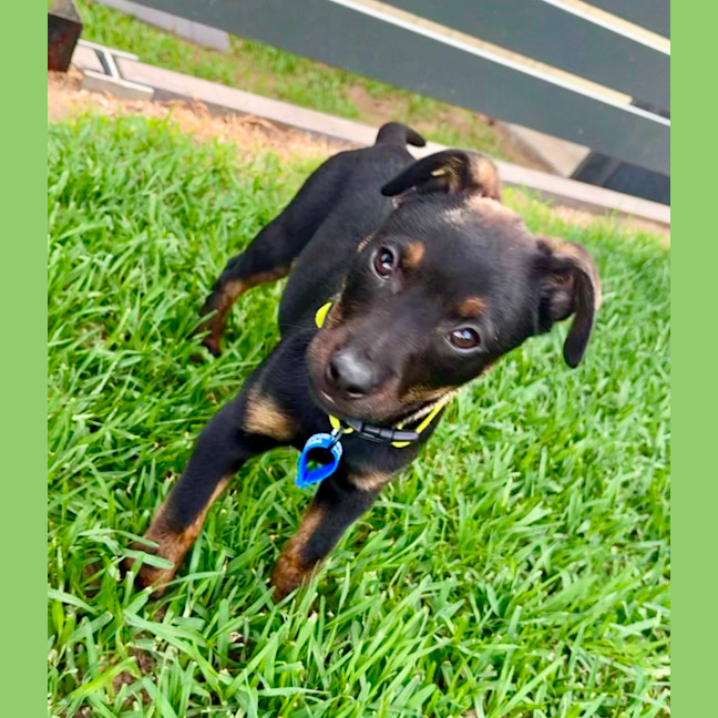 Photo of Daisy   5 Month Old Kelpie X Jack Russell