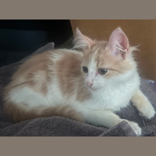 Photo of Cooper