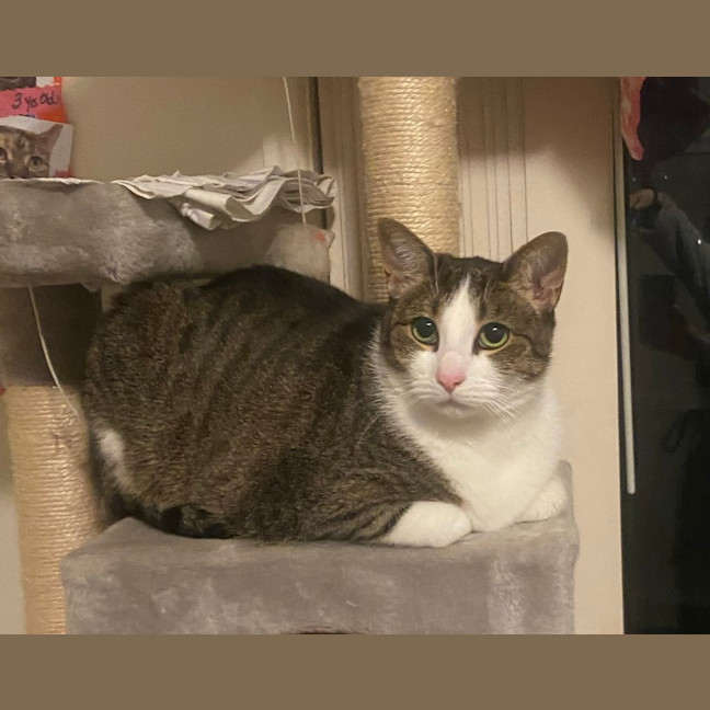 Photo of Melon
